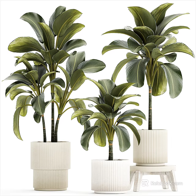 Potted Plants With Large Green Leaves In White Textured Pots Arranged In Different Sizes 3d model 