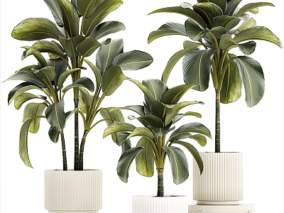 Potted Plants With Large Green Leaves In White Textured Pots Arranged In Different Sizes 3d model