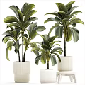Potted Plants With Large Green Leaves In White Textured Pots Arranged In Different Sizes