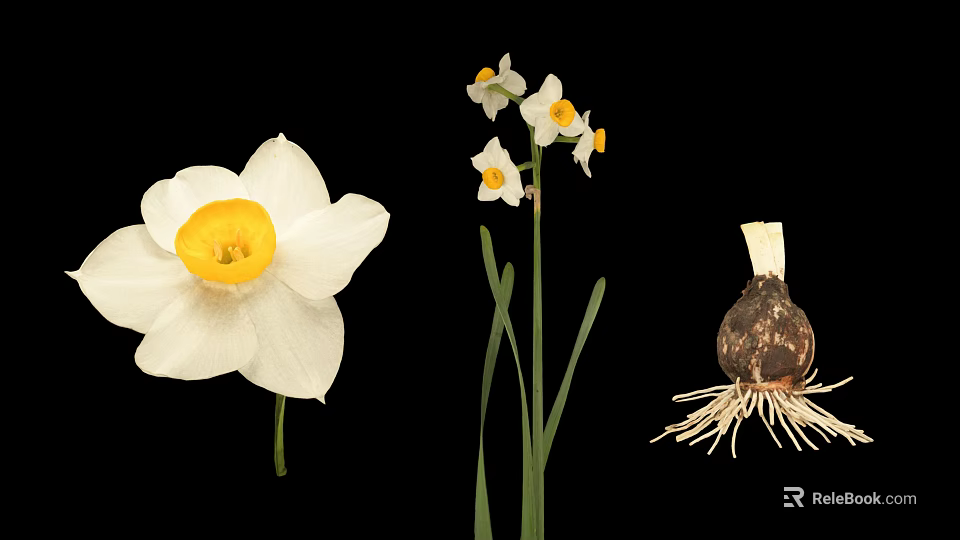 Daffodil Plant with White Petals Yellow Center Flower Stem and Bulb Roots 3d model 