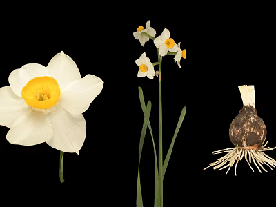 Daffodil Plant with White Petals Yellow Center Flower Stem and Bulb Roots 3d model