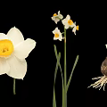 Daffodil Plant with White Petals Yellow Center Flower Stem and Bulb Roots
