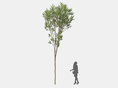 Tall Arbor With Lush Green Leaves And A Person Silhouette Walking Nearby 3d model