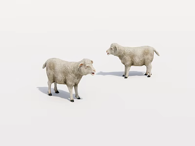 Two Fluffy White Lambs With Soft Wool Standing On Clean White Background 3d model