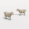 Two Fluffy White Lambs With Soft Wool Standing On Clean White Background