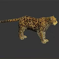 Realistic Spotted Leopard With Detailed Fur Standing On Shiny Black Surface And Reflection