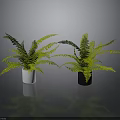 Lush Green Ferns In White And Black Pots For Indoor Decor