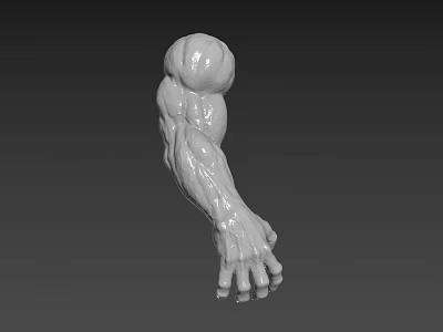 Character Creature Muscular Arm 3D Model With Anatomical Muscle Details 3d model
