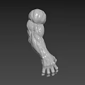Character Creature Muscular Arm 3D Model With Anatomical Muscle Details