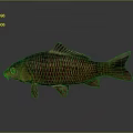 Realistic Brown Carp With Detailed Scales And Reflection On Gray Background 3d model
