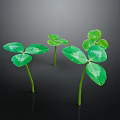 Fresh Green Clover Plants With Shiny Leaves And Slender Stems On Dark Background