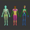 Golden Anatomical Human Figures Displaying Organ And Skeleton Structures In Detailed Visualization