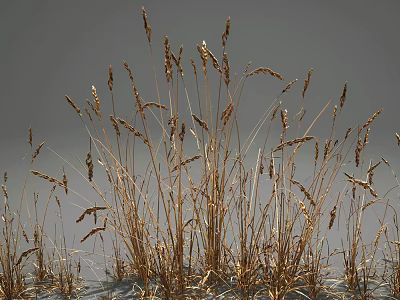 Dry Withered Grass With Tall Slender Stems And Feathery Spikes In Natural Growth 3d model