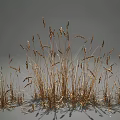 Dry Withered Grass With Tall Slender Stems And Feathery Spikes In Natural Growth
