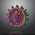 Human Hair Organ Structure With Follicle Cells And Growth Components