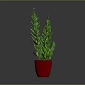 Fresh Green Leafy Plant in Red Pot for Indoor Home Decoration