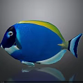 Blue Fish With Yellow And Green Stripes Black Head And Blue Tail On Gray Background