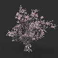 Botanical Painting of a Tree with Pink Blossoms Against Dark Background