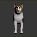 Calico Cat With Orange And White Fur Standing On Shiny Background Surface