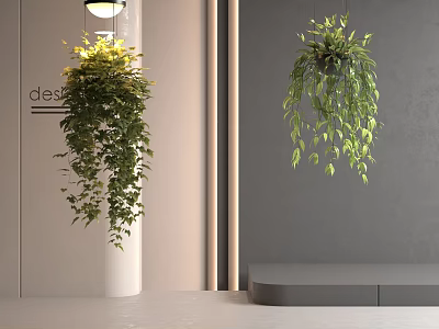 Hanging Basket Plants With Lush Trailing Leaves In Modern Interior Design 3d model
