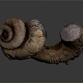 Aquatic Animal Fossil With Curved Ringed Segmented Structure Brown Gray Coloration