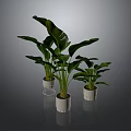 Large Leaf Green Plants In White Pots With Metal Stands For Interior Decor