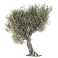 Olive Tree With Twisted Trunk And Lush Green Foliage In Natural Growth Form