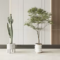 Bonsai Potted Plants with Cactus and Leafy Tree in White Pots for Modern Interior Decor