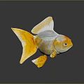 Beautiful Bright Yellow And White Goldfish With Flowing Fins And Tail As Aquatic Animal