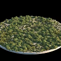 Dense Lush Green Shrubs On Circular Platform With White Small Flowers