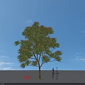 Chinese Mahogany Tree 8 Meters Tall With Green Leaves Against Blue Sky
