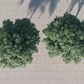 Two Green Trees Against Light Colored Wall Under Blue Sky On Gray Ground 3d model