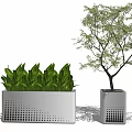 Bonsai Potted Plants In Square Perforated Planters With Green Foliage And Small Tree