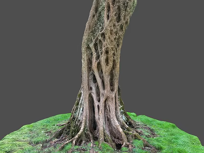 Tall Tree Trunk With Intricate Textured Roots And Lush Green Grass On Gray Background 3d model