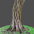 Tall Tree Trunk With Intricate Textured Roots And Lush Green Grass On Gray Background