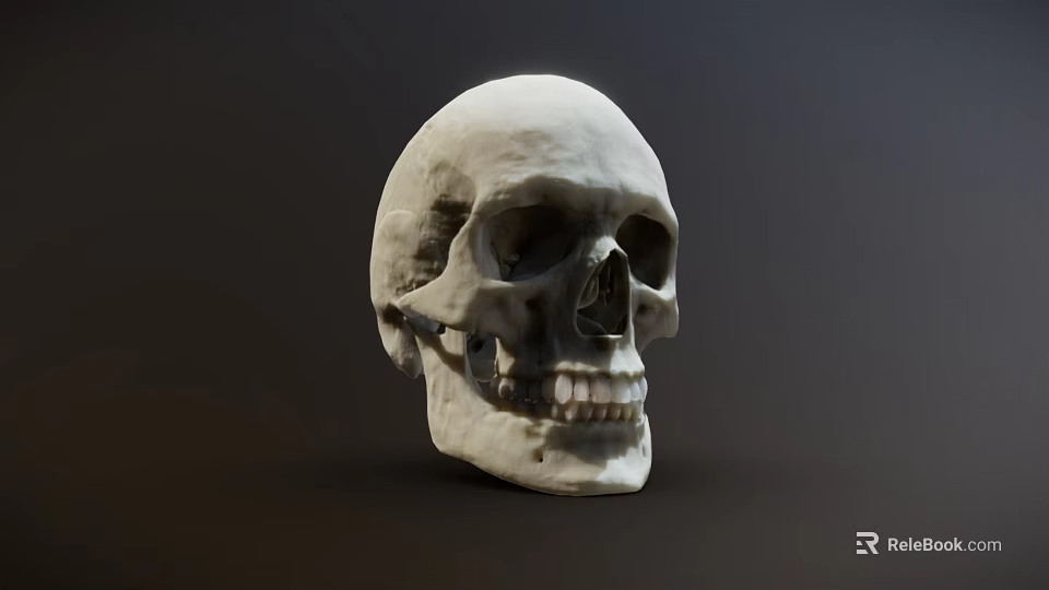 Human Skull Model Medical Instrument for Anatomical Study and Medical Education 3d model 