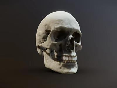 Human Skull Model Medical Instrument for Anatomical Study and Medical Education 3d model