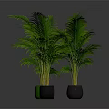 Lush Green Palm Plants In Green And Black Pots Against Dark Background