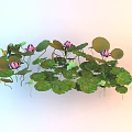 Vibrant Aquatic Plants With Pink Water Lilies And Lush Green Lotus Leaves