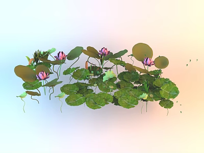Vibrant Aquatic Plants With Pink Water Lilies And Lush Green Lotus Leaves 3d model