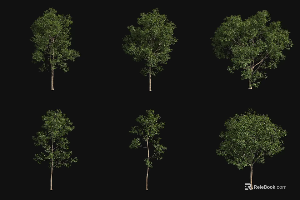 Six Arbor Trees With Green Leaves And Various Growth Forms 3d model