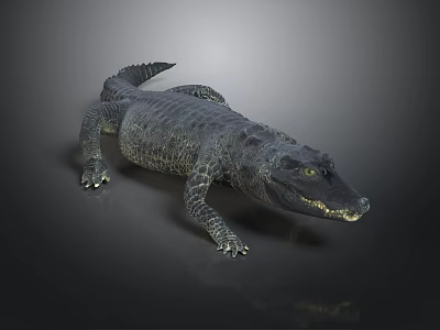 Realistic 3D Rendered Crocodile With Scaly Skin Lying On Dark Surface 3d model
