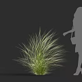 Elegant Ornamental Grass with Woman Silhouette in Dress and High Heels Standing Near