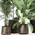 Assorted Green Potted Plants With Broad And Slender Leaves In Terracotta And Black Pots