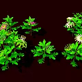 Vibrant Garden Plants Featuring Lush Green Leaves Red Flowers And Yellow Stamens