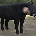 Black Reptile With Long Snout Standing In Grassland Near Forest Trees