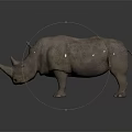 Realistic Rhinoceros 3D Model With Detailed Texture On Dark Reflective Surface 3d model