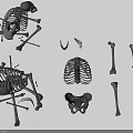Detailed Human Skeleton Organs With Rib Cage Pelvis And Various Bone Structures 3d model