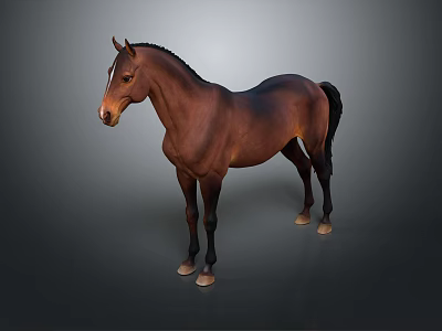 Brown Horse Standing On Gray Background With Black Mane And Tail 3d model