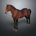 Brown Horse Standing On Gray Background With Black Mane And Tail 3d model
